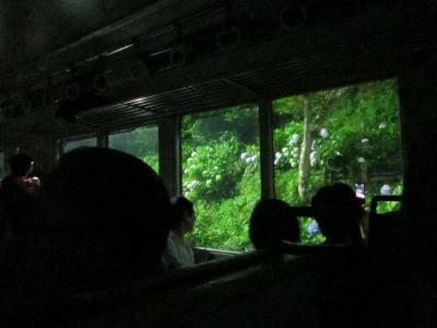「あじさい電車」に乗って箱根のあじさい観光