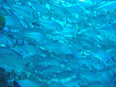 ★今年も健在だった、大物達の海