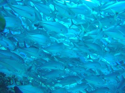 ★今年も健在だった、大物達の海