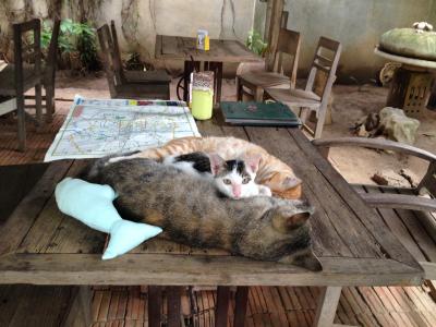 娘の海外研修に便乗！　2015　夏　チェンマイで猫三昧