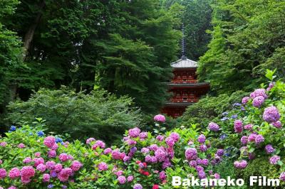 紫陽花の極楽浄土　京都　木津川市　岩船寺　（京奈良方面　その１）