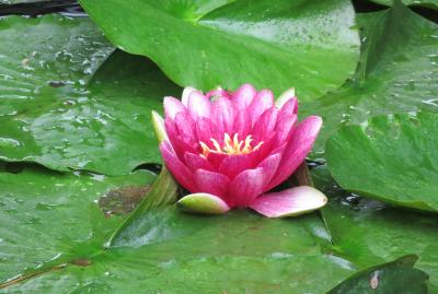 2016梅雨、東北のお寺(3/22)：6月30日(3)：平泉・中尊寺(3)：大日堂、不動堂、本堂