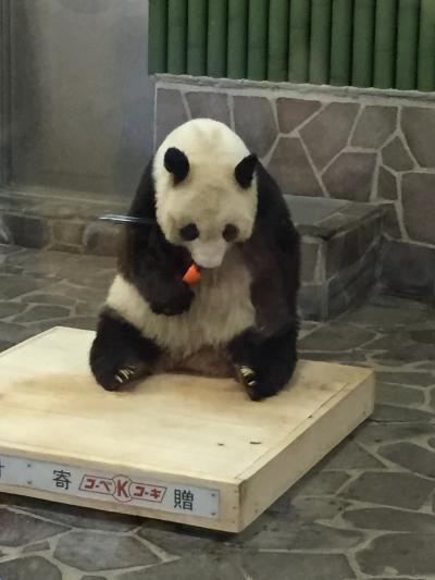 オトナでも楽しめる王子動物園はパンダもコアラもいるよ♪