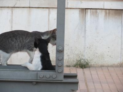 猫探し【スペイン（カルタヘナ・Cartagena）編】