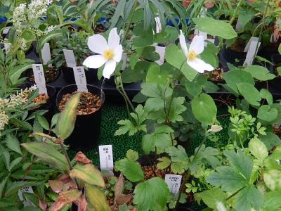 食と緑の空中庭園で珍しい山野草を見る