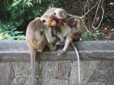 インド洋の真珠スリランカ　世界遺産シーギリヤ・アーユルヴェーダ・宝石探しの旅 Day1