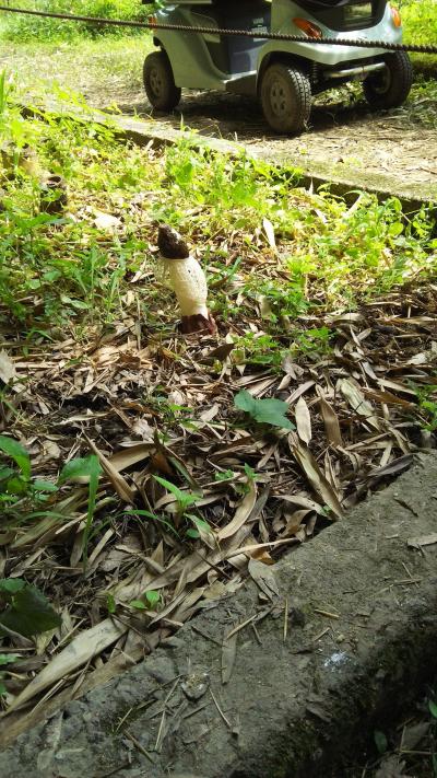 いつ行っても新鮮な京都府立植物園