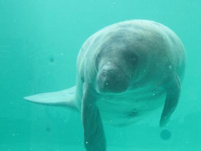 日本一周してきた(沖縄編)【3/4日目・沖縄（恩納村）】