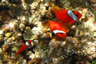 初めての小浜島　2日目　シュノーケルツアー