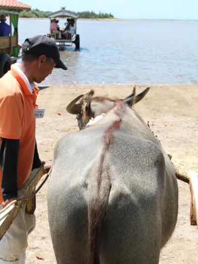 初めての小浜島　4日目（最終日）