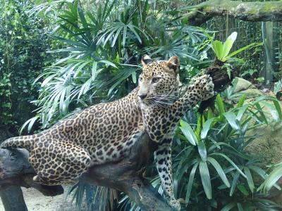 2016年　早めの夏休みはシンガポールで ～シンガポール動物園、インペリアル・トレジャー・スーパー・ペキン・ダック～