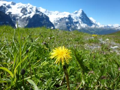 2016年6月スイス　ヴェンゲンで暮らすように旅した１週間　総集編　