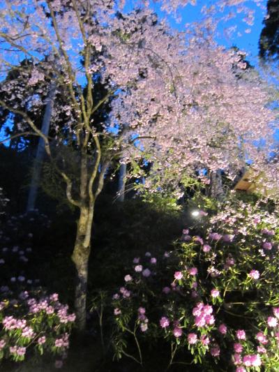 京都・吉野　春の花