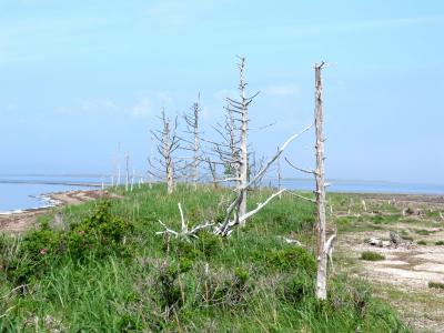 北海道・道東　花へんろ・・・（3）やがては消える野付半島トドワラ