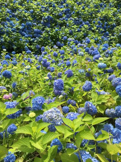 雲昌寺のアジサイが凄かったです！ゴジラ岩も堪能しました！