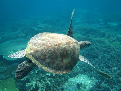 UAマイレージ　ロンボク島　ギリ島　シュノーケリング編