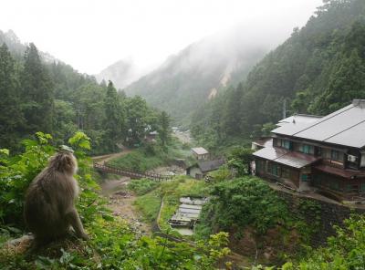 【長野：地獄谷野猿公苑】　間近にサル、そしてあの温泉に入る姿を見る♪