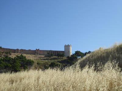 夏の優雅な南イタリア周遊旅行♪　Vol41(第4日)　☆Lucera→Pietramontecorvino：朝の美しい黄金色の麦畑の中を走る♪