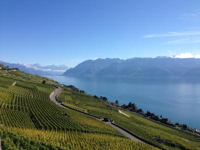 スイス・世界遺産ラヴォー地区のブドウ畑