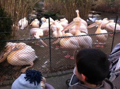 冬のバーゼル動物園【スイス情報.com】