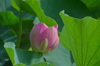 藤枝・牧之原を散歩・1.蓮華寺池公園編 2016.07.10