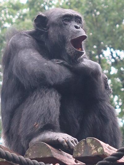 東山動物園１/8  チンパンジー・アジアゾウ・コアラなど 　☆ラーテルはここだけ珍獣