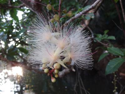 カヌーでサガリバナ見学