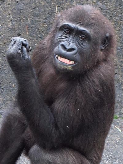 東山動物園2/8　ニシローランドゴリラ　人気抜群５頭　☆国内飼育は２１個体