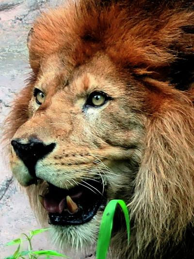 東山動物園3/8  ライオン・スマトラトラ　眼前に　☆ジャガー・ユキヒョウも