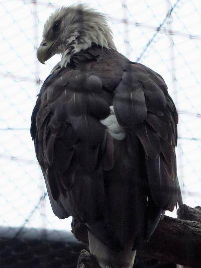 東山動物園4/8  アメリカ大陸の動物たち　☆ハクトウワシ・アメリカバイソンなど
