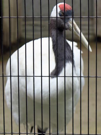 東山動物園7/8　タンチョウ・ニホンキジ・貴重な鳥たち　☆大宝冠鳥は絶滅危惧種