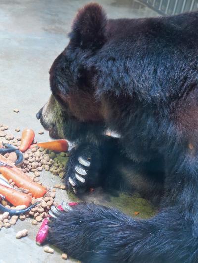 東山動物園6/8　エゾヒグマ　給餌は豪勢に　☆マレーグマ・ホッキョクグマも