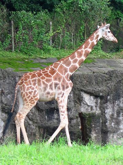 東山動物園5/8　アフリカ大陸の動物たち　☆キリン・ゾウ・カバ・キツネザル類など