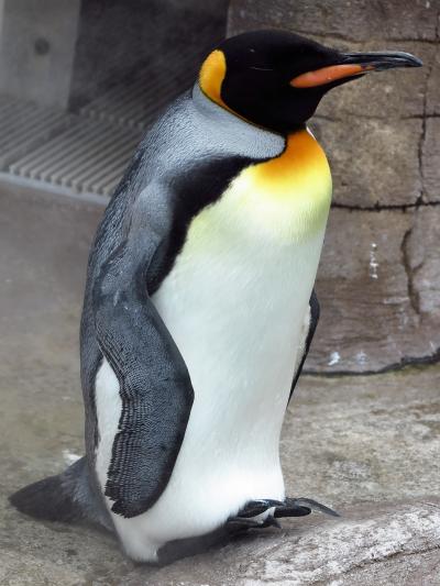 東山動物園8/8　ペンギン・アシカ・エミュー・ゾウガメ　☆メダカを研究で実績