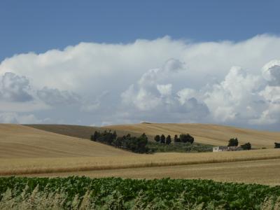 夏の優雅な南イタリア周遊旅行♪　Vol58(第4日)　☆Troia→Bovino：黄金色の麦畑の中を美しき村「ボヴィーノ」へ走る♪