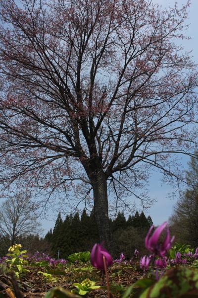 北東北地方の桜とカタクリと水芭蕉を求めて（西和賀安ヶ沢・花巻）