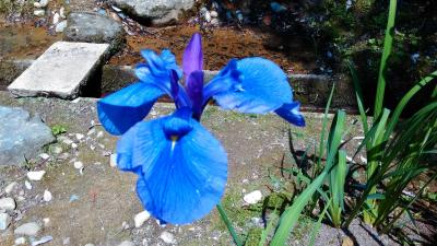 県民公園頼成の森で花菖蒲を見る