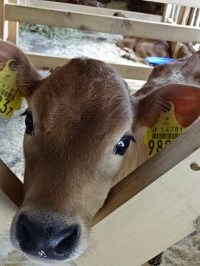 牧歌の里　＜３＞　牛とうさぎと馬と羊さん