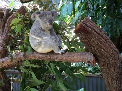 コアラに感激！