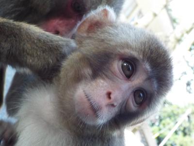 ２０１６年７月大分 その２ 高崎山動物園