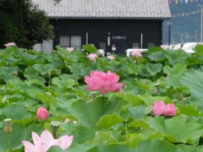 愛知県愛西市森川の花ハスが咲き誇る「森川花はす田」２０１６年７月 