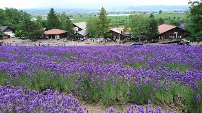 日帰りの札幌～富良野・美瑛ドライブ観光