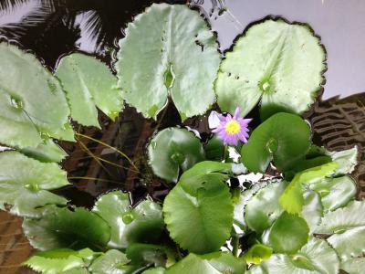 JALビジネスクラスで行くバンコク2泊3日の旅