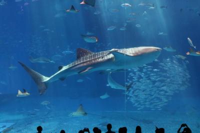 沖縄旅行：6日目 沖縄美ら海水族館と青の洞窟体験ダイビング