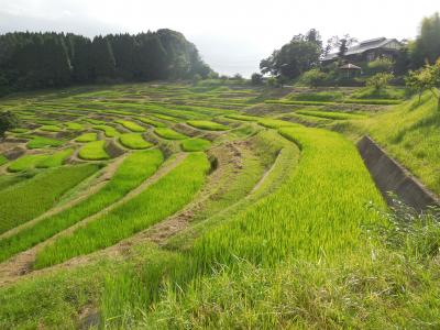 東京から一番近い棚田といわれる大山千枚田をぶらぶら