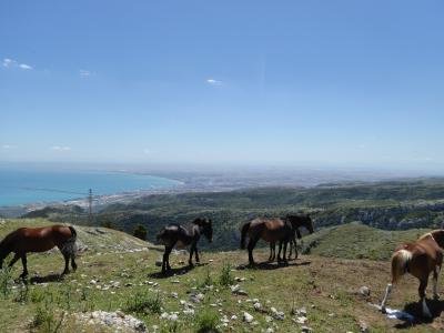 夏の優雅な南イタリア周遊旅行♪　Vol79(第5日)　☆Monte Sant'Angelo：絶景と馬の見事なコラボレーション♪