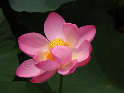 千葉公園の大賀ハスの花