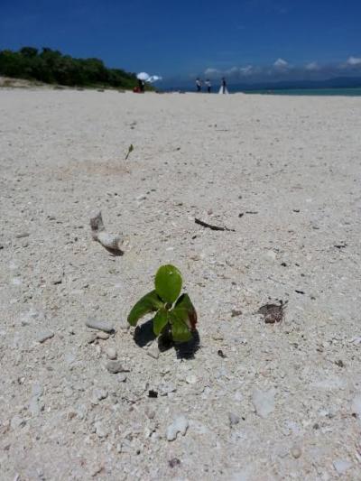 計画なしで石垣島　３日目の２