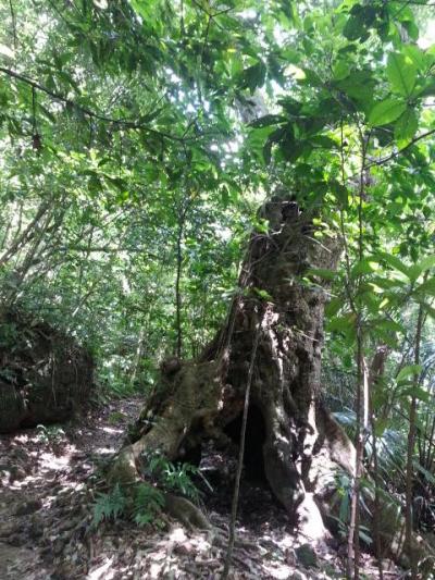 計画なしで石垣島　２日目