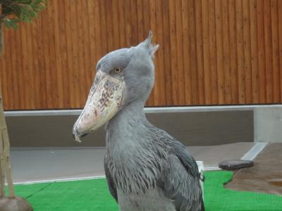 掛川花鳥園のランチバイキング 掛川 静岡県 の旅行記 ブログ By 三毛猫美花さん フォートラベル